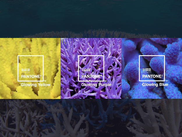 2019 年度 Pantone 代表色后續 -- 3 個氣候變遷影響下的珊瑚色